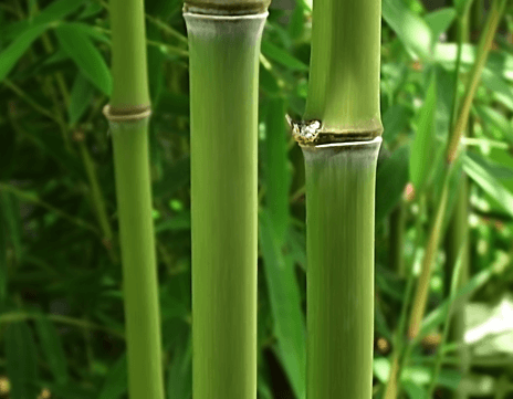 Bambus Socken